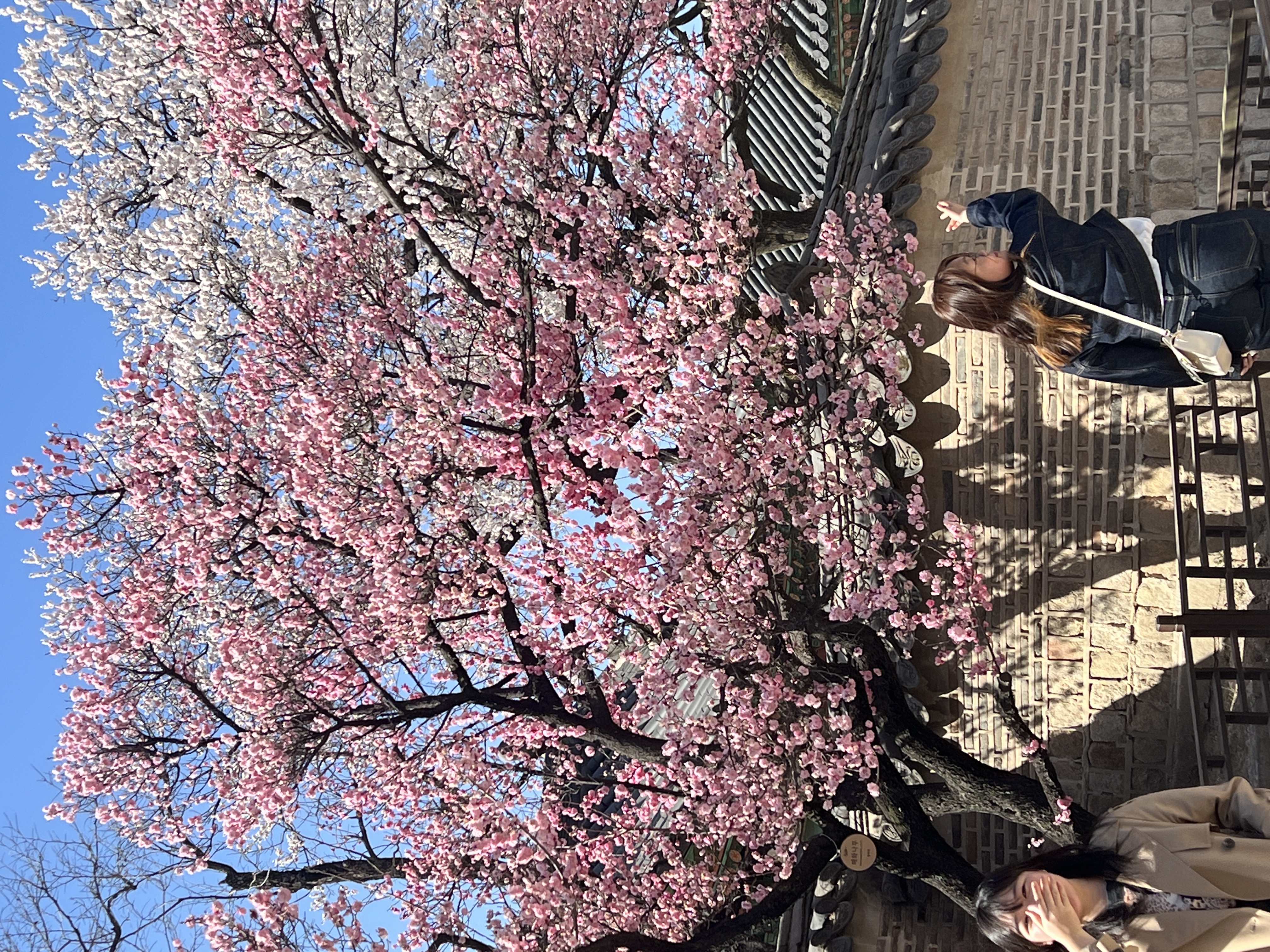 what to do in seoul
